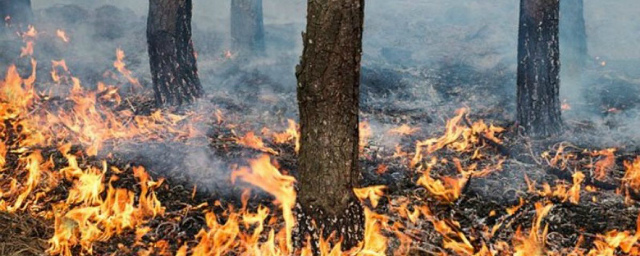 В Белгородских лесах установили пятый класс пожарной опасности